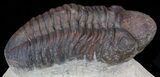 Bargain, Reedops Trilobite - Atchana, Morocco #58429-2